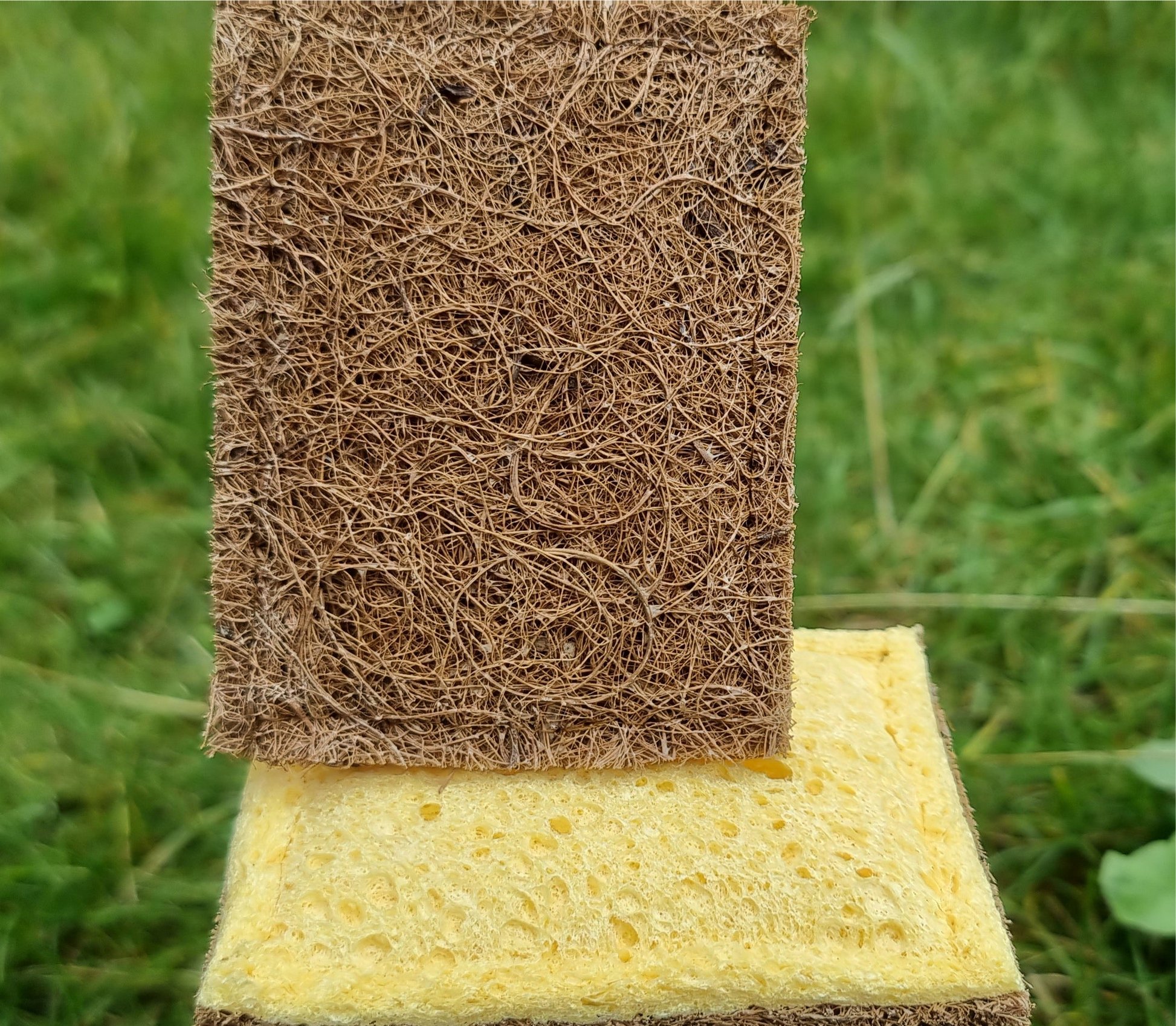 sustainable dish sponge